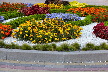 Multi-colored flower bed in the park in Kyiv, Europe. Scenic view of colourful flowers in bloom at Summer or Autumn