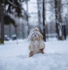shih tzu dog in a snowfall in the park in winter