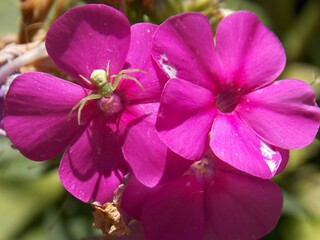 small white spider on a pink flower
