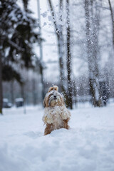 shih tzu dog in a snowfall in the park in winter