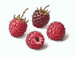 Ripe raspberries with leaves in hand-drawn sketch style on white background, representing fresh fruit and organic food concept