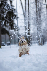 shih tzu dog in a snowfall in the park in winter