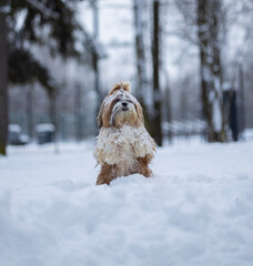 shih tzu dog in a snowfall in the park in winter