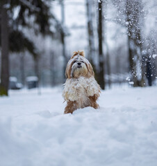 shih tzu dog in a snowfall in the park in winter