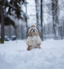 shih tzu dog in a snowfall in the park in winter