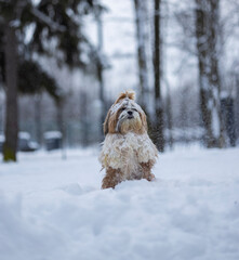 shih tzu dog in a snowfall in the park in winter