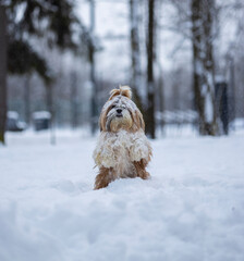 shih tzu dog in a snowfall in the park in winter