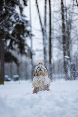 shih tzu dog in a snowfall in the park in winter
