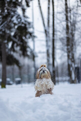 shih tzu dog in a snowfall in the park in winter