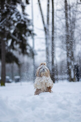 shih tzu dog in a snowfall in the park in winter