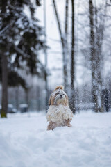 shih tzu dog in a snowfall in the park in winter