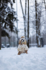 shih tzu dog in a snowfall in the park in winter