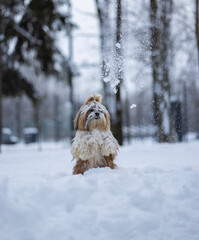 shih tzu dog in a snowfall in the park in winter