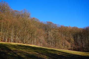 Fototapeta premium Blick auf einen Wald mit Bäumen ohne Blätter im Winter mit blauem Himmel