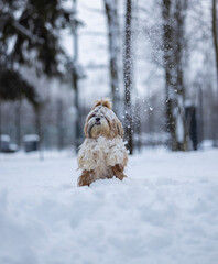 shih tzu dog in a snowfall in the park in winter