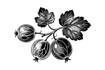 Detailed gooseberry fruits with leaves in hand-drawn engraving style on white background. Concept of botanical, organic fruit and nature