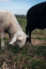 Sheep and Cows Grazing Together on Rural Farm Pasture