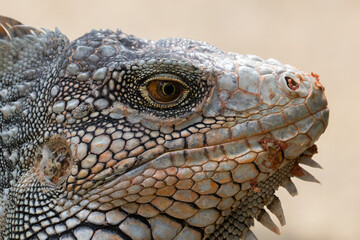 Fototapeta premium Green Iguana gets a close up head shot during mating season in the tropical rainforests of Costa Rica