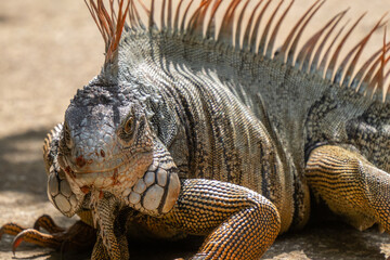 Green Iguana gets a close up head shot during mating season in the tropical rainforests of Costa...
