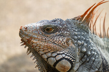 Obraz premium Green Iguana gets a close up head shot during mating season in the tropical rainforests of Costa Rica