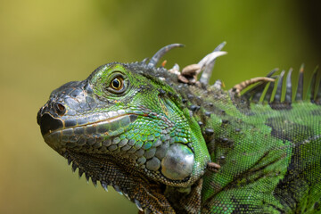 Fototapeta premium Green Iguana gets a close up head shot during mating season in the tropical rainforests of Costa Rica