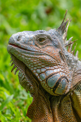 Obraz premium Green Iguana gets a close up head shot during mating season in the tropical rainforests of Costa Rica