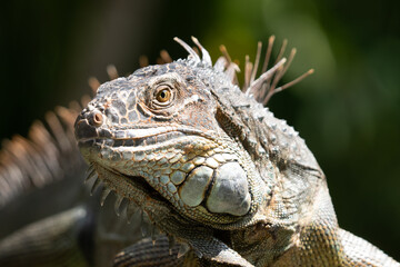 Green Iguana gets a close up head shot during mating season in the tropical rainforests of Costa Rica
