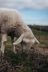 Sheep and Cows Grazing Together on Rural Farm Pasture