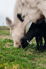 Sheep and Cows Grazing Together on Rural Farm Pasture