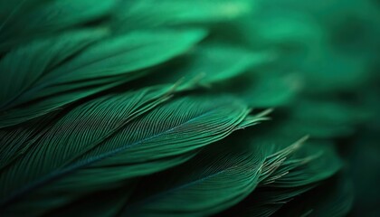 Plakat Close up macro view of overlapping dark green feathers. Fine detailed texture shows soft layered structure and delicate lines. Natural pattern creates calming organic backdrop.