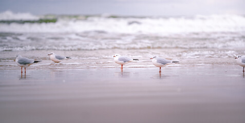Seagulls standing on sandy beach with ocean waves and copy space
