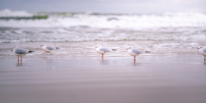 Seagulls standing on sandy beach with ocean waves and copy space