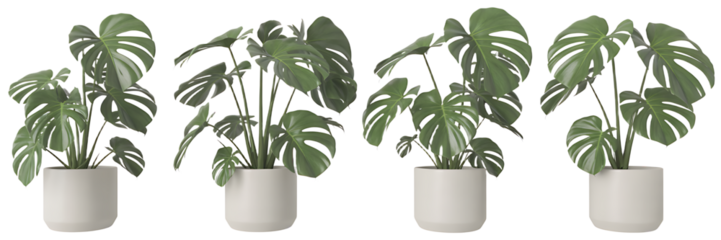 Tropical house monstera plant in modern pot or vase isolated on transparent background generative ai