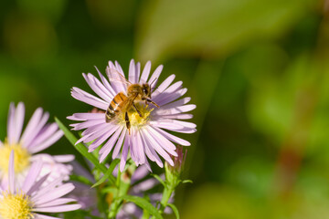 Obraz premium Bee collecting nectar on a purple wildflower
