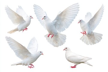 Obraz premium White dove in various natural poses, showcasing graceful flight and serene resting positions, perfect for symbolizing peace and tranquility in diverse creative projects