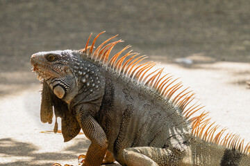 Green Iguana is sunning during mating season in the tropical rainforests of Costa Rica