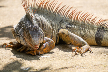 Green Iguana is sunning during mating season in the tropical rainforests of Costa Rica