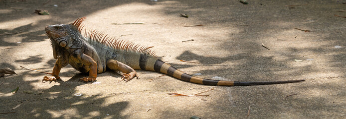 Green Iguana is sunning during mating season in the tropical rainforests of Costa Rica