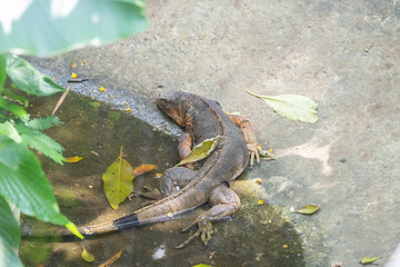 Green Iguana is sunning during mating season in the tropical rainforests of Costa Rica
