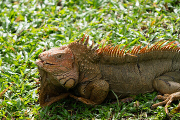 Green Iguana is sunning during mating season in the tropical rainforests of Costa Rica