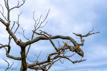 Close-up of dry branches on a tree. Cloudy sky