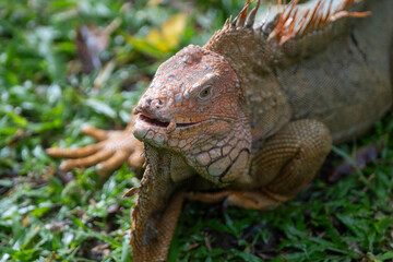 Green Iguana is sunning during mating season in the tropical rainforests of Costa Rica