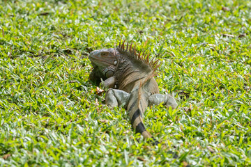 Green Iguana is sunning during mating season in the tropical rainforests of Costa Rica