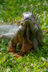 Green Iguana is sunning during mating season in the tropical rainforests of Costa Rica