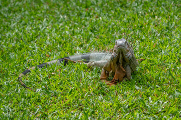 Green Iguana is sunning during mating season in the tropical rainforests of Costa Rica