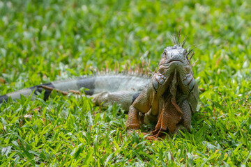 Green Iguana is sunning during mating season in the tropical rainforests of Costa Rica