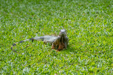 Green Iguana is sunning during mating season in the tropical rainforests of Costa Rica