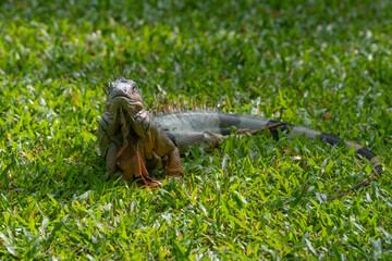 Green Iguana is sunning during mating season in the tropical rainforests of Costa Rica