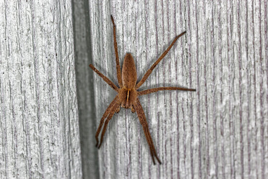 European Nursery Web Spider, Pisaura mirabilis stationary on UK shed.