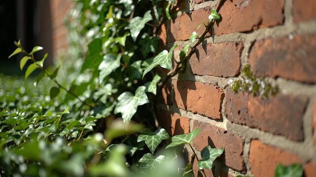 Lush Green Ivy Vines Climbing a Rustic Red Brick Wall in Bright Sunlight.